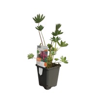 OBI Pritlikavi volčji bob "Nanus Gallery" rožnata Ø lonca 9 cm x 9 cm Lupinus