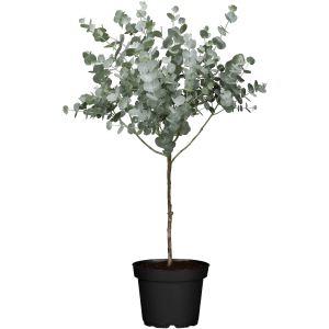 Lončnica Evkalipt Azura debelce lonec Ø pribl. 11 cm Eucalyptus gunnii