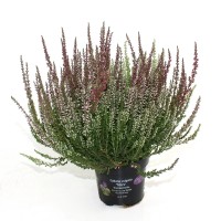 Jesenska vresa "Garden Girls Trio XL" Ø lončka približno 13 cm Calluna vulgaris