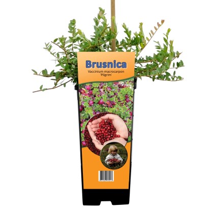 Ameriška brusnica Pilgrim v loncu 2 l