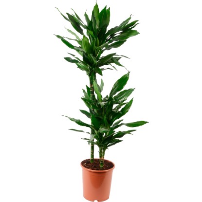 Zmajevka sort. Ø lončka pribl. 19 cm Draecaena