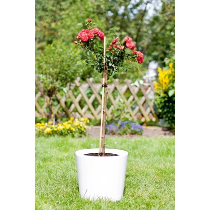 Bambusova palica 180 cm x pribl. Ø 2 cm