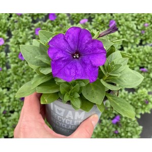 Grow by OBI Petunija viseča mešanica v lončku s Ø pribl. 12 cm Petunia x hybrida