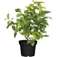 GROW by OBI borovničev trojček Ø lonca pribl. 28 cm Vaccinium corymbosum