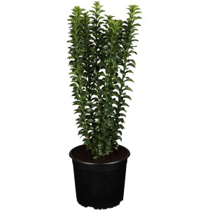 OBI Japonska trdoleska višina pribl. 5-10 cm lonec pribl. 1 l Euonymus