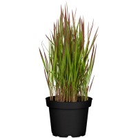 GROW by OBI Japonska krvava trava "Red Baron" rjavo-rdeča Ø lonca 14 cm Imperata