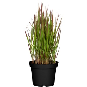 GROW by OBI Japonska krvava trava "Red Baron" rjavo-rdeča Ø lonca 14 cm Imperata