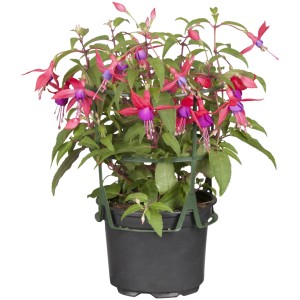 Viseča fuksija Ø lončka pribl. 11 cm Fuchsia