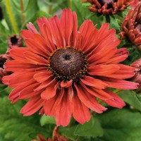 Rudbeckia hybrida Summerdaisy's Ø lončka 23 cm
