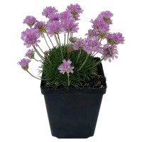 Obmorski pečnik "Splendens" rožnat Ø lončka približno 17 cm Armeria maritima
