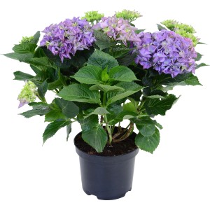 Kmečka hortenzija modra višina 45 cm lonček 5 l Hydrangea Macrophylla