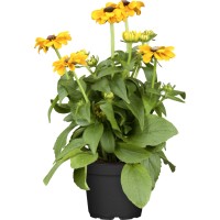 OBI Svetleča rudbekija Premer lončka Ø pribl. 19 cm Rudbeckia