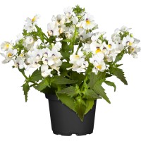 OBI Nemezija različne barve Ø lonca pribl. 12 cm Nemesia