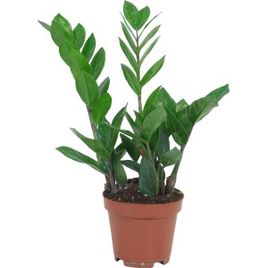 Zamija višina pribl. 40 - 45 cm Ø lončka pribl. 12 cm Zamioculcas zamiifolia