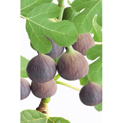 OBI Prava figa višina pribl. 50–60 cm lonec pribl. 10 l Ficus carica