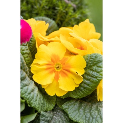 Primula različnih barv Ø lončka pribl. 9 cm Primula