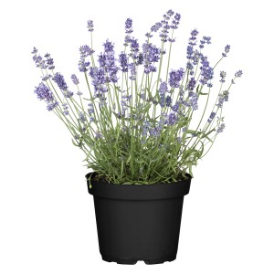 Sivka Ø lončka 17 cm "Lavandula Angustifolia" pribl. 15 cm