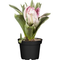 GROW by OBI Mešanica papagajskih tulipanov Ø lončka pribl. 12 cm Tulipa Hybride
