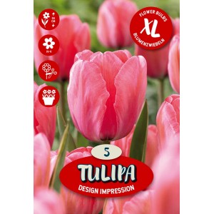 Čebulnica Tulipa Darwin Design Impression