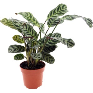 GROW by OBI Okrasna rastlina Marant Burle-Marxii 30 cm premer lončka Ø 12 cm