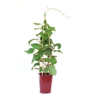GROW by OBI Kivi "Solo" lonec pribl. 6 l Actinidia chinensis