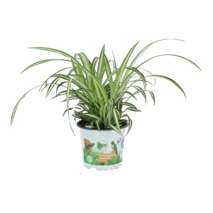 Zelena lilija Variegatum Ø lončka približno 12 cm Chlorophytum comosum