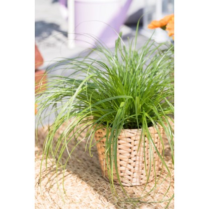 Ciprska trava "Mačja trava" Ø lončka pribl. 12 cm Cyperus zumula