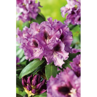 OBI Hibridni rododendron Rasputin vijoličen 20 - 30 cm