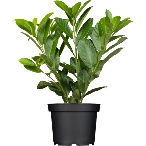 OBI Lovorikovec "Novita" višina pribl. 50-60 cm lonec pribl. 5 l Prunus