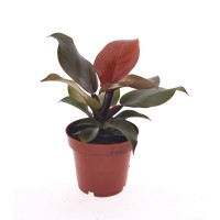 GROW by OBI Filodendron Sunlight višina 25-30 cm Ø lončka 12 cm Philodendron
