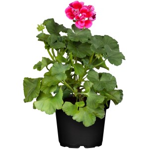 Pokončna pelargonija Ø lončka pribl. 12 cm Pelargonium zonale