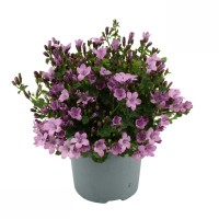Zvončica "Ambella Pink" višine približno 15-20 cm Campanula portenschlagiana