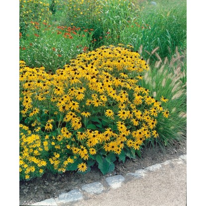 OBI Svetleča rudbekija rumena Ø lonca pribl. 9 cm x 9 cm Rudbeckia