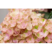 Kroglasta hortenzija Magical Rožnata Lonček pribl. 5 l Hydrangea