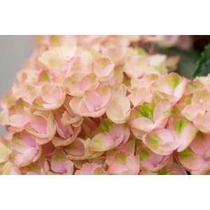 Kroglasta hortenzija Magical Rožnata Lonček pribl. 5 l Hydrangea