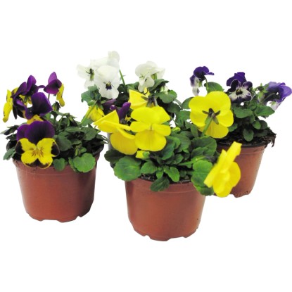Rogata vijolica različnih barv Ø lončka pribl. 9 cm Viola cornuta