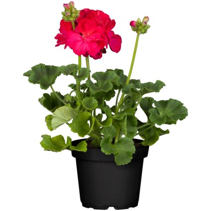 Pokončna pelargonija, Ø lončka pribl. 10,5 cm, Pelargonium zonale