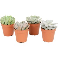 Za različne sukulente premer Premium lončka Ø pribl. 12 cm