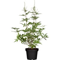 Navadna konopljika Modra Višina pribl. 40 - 60 cm Lonec pribl. 5 l