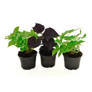 PCZ Varaždinski Cvijet Okrasna batata Ø lončka 10 cm