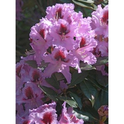 OBI Hibridni rododendron Rasputin vijoličen 20 - 30 cm