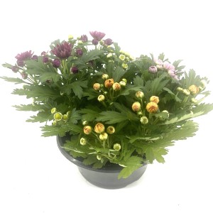 Jesenska krizantema "Quattro" Ø lončka približno 17 cm Chrysanthemum indicum