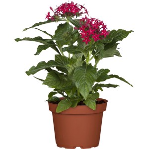 Egiptovska zvezdna kopica Ø lončka pribl. 12 cm Pentas