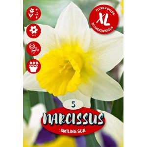 Čebulnica Narcissus Large Crowned Smiling Sun