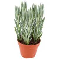 Sukulenta Curio ficoides "Mount Everest" višina 30-35 cm Ø lončka 15 cm
