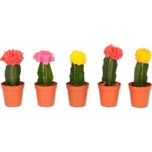 Cepljeni kaktus Neon Style Višina približno 20-25 cm, Ølončka približno 8,5 cm