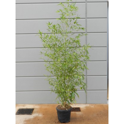OBI Zlazi bambus Ø lonca pribl. 26 cm Phyllostachys