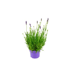 Prava sivka vijolična Ø lonca 10,5 cm Lavandula angustifolia