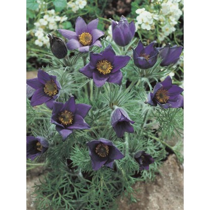OBI Velikonočnica "Blue Bell" modra Ø lonca pribl. 9 cm x 9 cm Pulsatilla