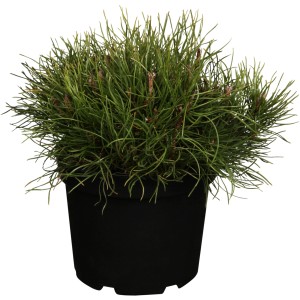 OBI Planinski bor višina pribl. 5-10 cm lonec pribl. 2 l Pinus
